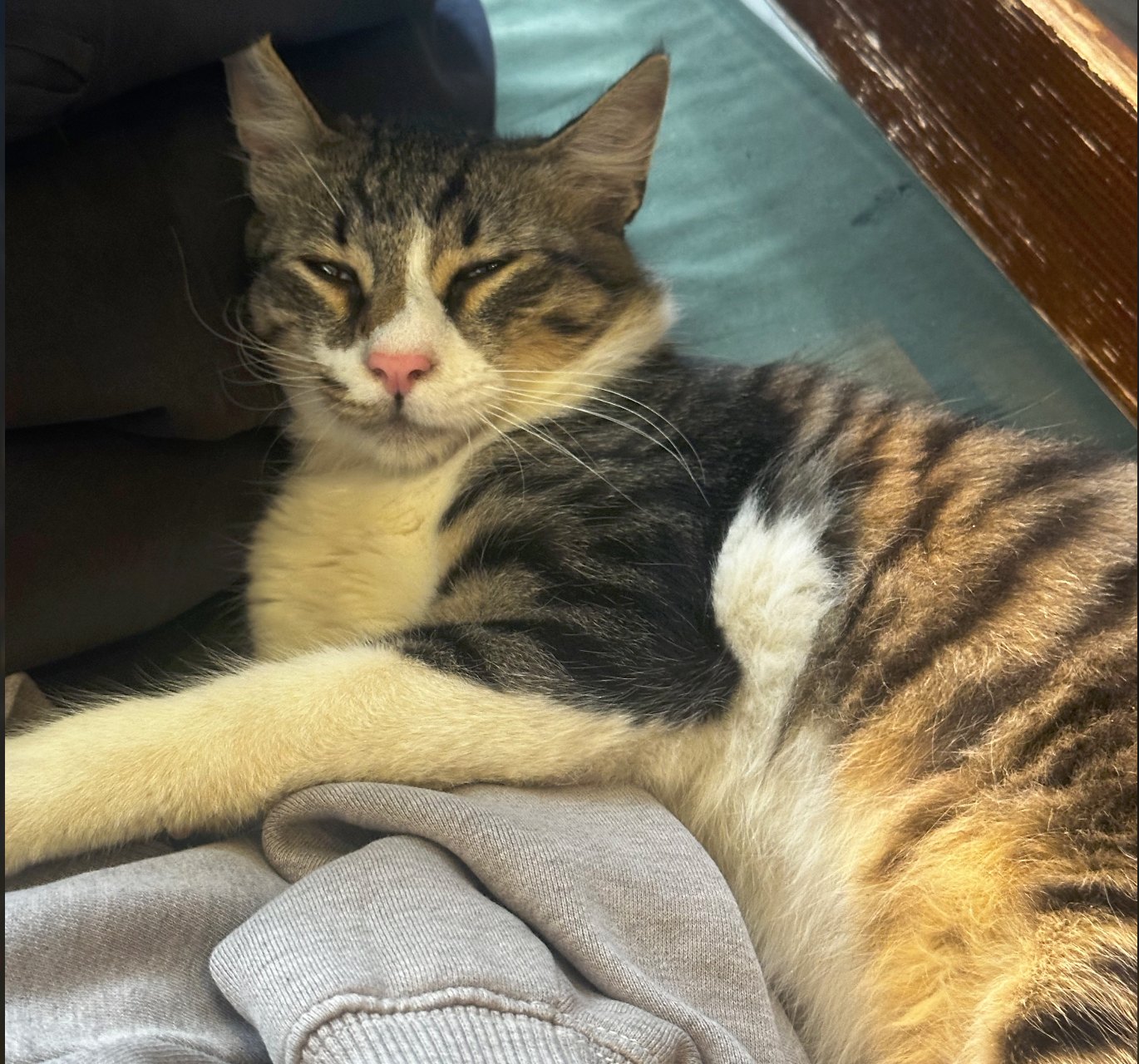 Un chat tigré à l’air satisfait, couché sur un pull