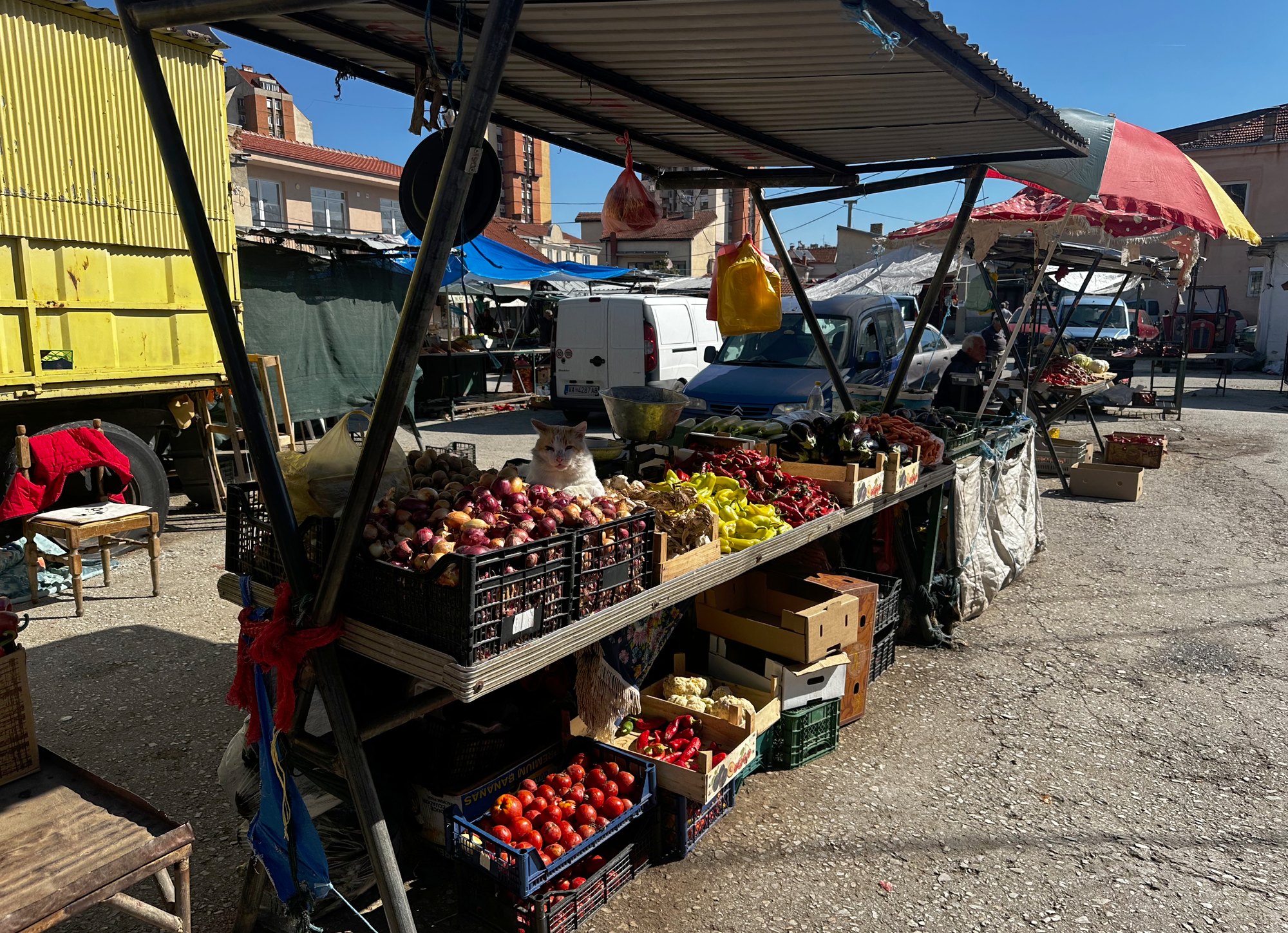 Un étal de fruits et légumes au bazar de Bitola, un chat assis au milieu des oignons