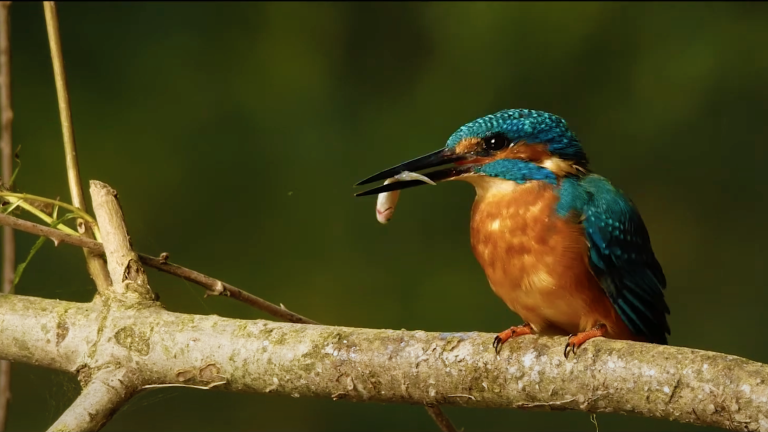 L’IFFCAM : là où naissent les regards sur le vivant