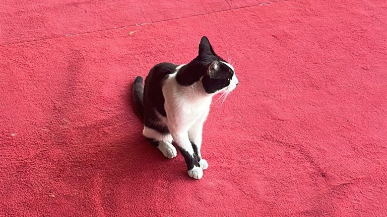 Un chat noir et blanc assis sur le tapis rouge du festival Manaki, à Bitola